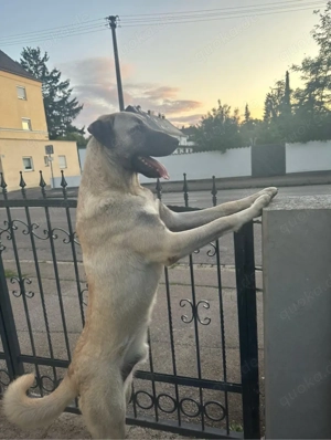 Reinrassige Kangalwelpen