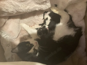 Kitten zu verkaufen in Schwanz weis 