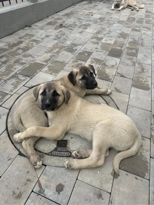 Reinrassige Kangalwelpen