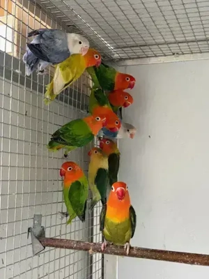 Pfirsichköpfchen, Agapornis fischeri, Unzertrennliche mit DNA