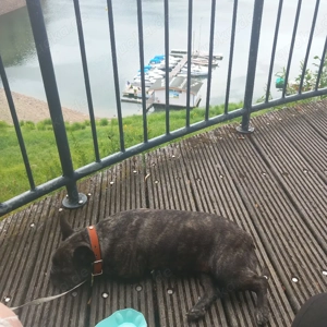 Französische bulldogge 