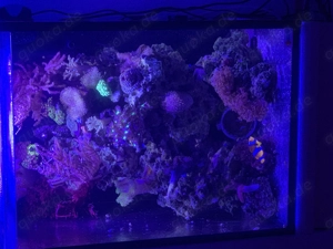 Meerwasser Aquarium komplett  Bild 2