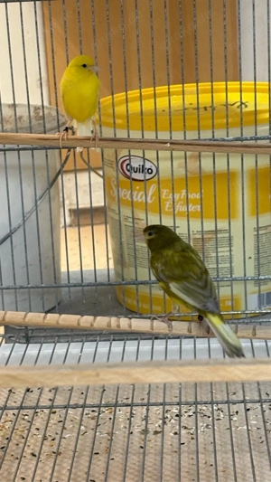 kanarienvögel männlich