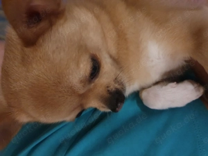 Chihuahua sucht liebevolles Zuhause