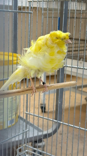 Pariser Trompeter männlich