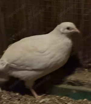 Texas Wachtel weiß - Bruteier