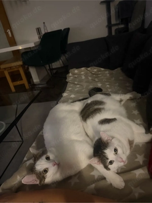 Zwei liebe Hauskatzen wegen Allergie Abzugeben