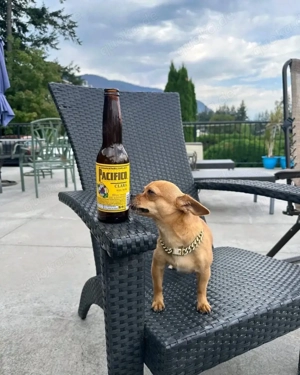 Chihuahua Welpe