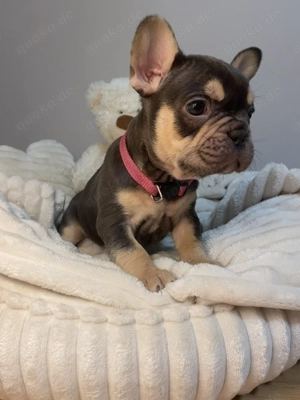 Französische Bulldogge Welpen 