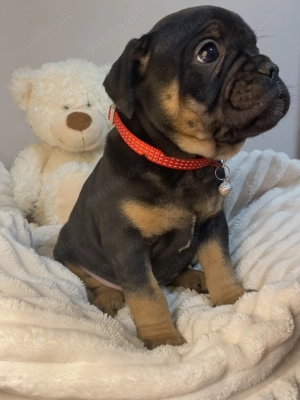 Alternativ Bulldogge OEB Französische Bulldogge 