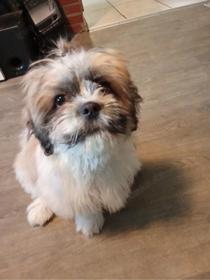 shizu Hündin 7 monate sucht leider dringend ein zuhause 