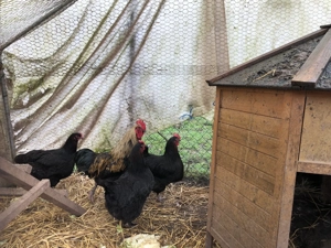 Eier von Hühnerrasse MARAN