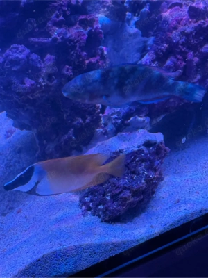 Papageifisch Scarus quoyi