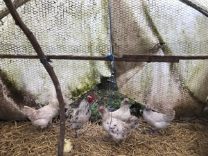  Eier von Hühnerrasse Ameraucana