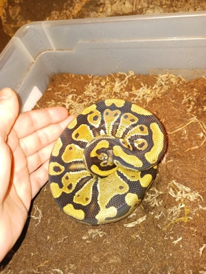 1.0 Classic Doppelhet Clown - Pied 100% Königspython