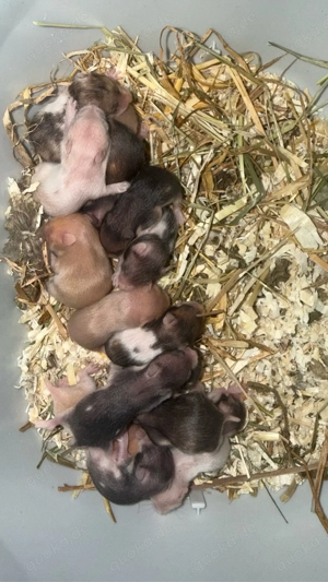 16 Goldhamsterbabys zu verkaufen Ende März  Anfang April 