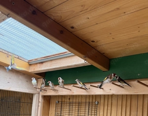 Stieglitz Unterarten