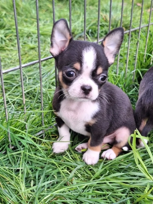 Chihuahuabub sucht neues Personal