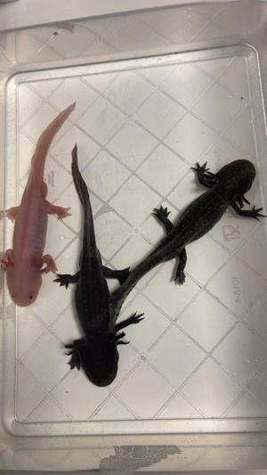 Axolotl abzugeben m w