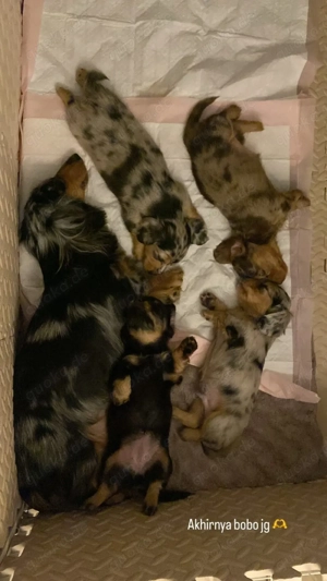    Exklusive Winter-Aktion: Jetzt 35 % Rabatt auf unsere bezaubernden Zwergdackel-Welpen!     