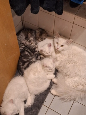 Maine Coon Mix Kitten