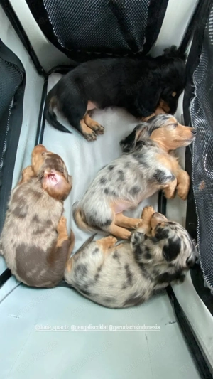 Momentan gibt es für kurze Zeit einen 35% Sonderrabatt, solange noch Welpen verfügbar sind.