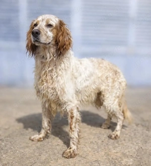 Trui,EnglishSetter - ist ebenso freundlich wie sein Bruder TRO,verträglich und auch etwas unsicher. Bild 2