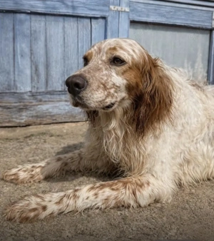 Trui,EnglishSetter - ist ebenso freundlich wie sein Bruder TRO,verträglich und auch etwas unsicher. Bild 3