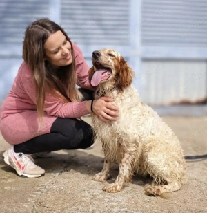 Trui,EnglishSetter - ist ebenso freundlich wie sein Bruder TRO,verträglich und auch etwas unsicher. Bild 6