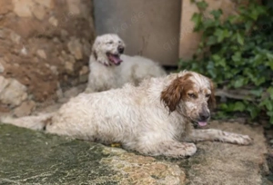 Trui,EnglishSetter - ist ebenso freundlich wie sein Bruder TRO,verträglich und auch etwas unsicher. Bild 5