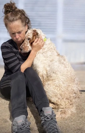 Trui,EnglishSetter - ist ebenso freundlich wie sein Bruder TRO,verträglich und auch etwas unsicher. Bild 7