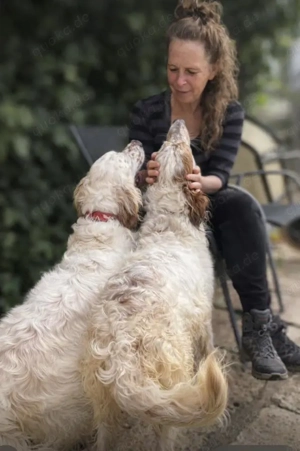 Trui,EnglishSetter - ist ebenso freundlich wie sein Bruder TRO,verträglich und auch etwas unsicher. Bild 4