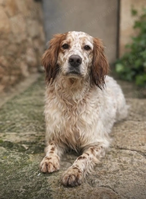 Trui,EnglishSetter - ist ebenso freundlich wie sein Bruder TRO,verträglich und auch etwas unsicher. Bild 8