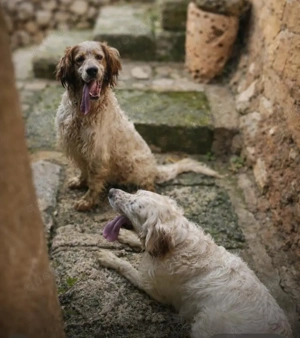 Trui,EnglishSetter - ist ebenso freundlich wie sein Bruder TRO,verträglich und auch etwas unsicher. Bild 10