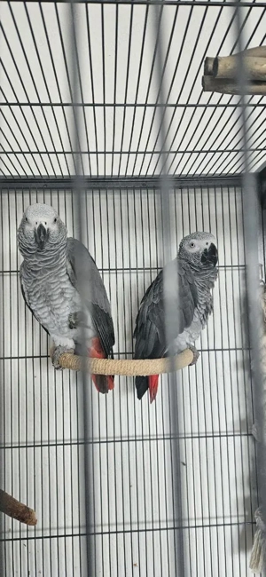2 x Kongograupapageien (Paar)   nur gemeinsam abzugeben *Sehr jung, verspielt, begabt und loyal