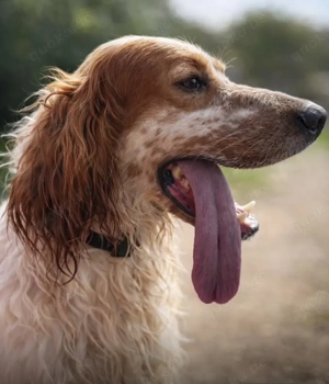 Trui,EnglishSetter - ist ebenso freundlich wie sein Bruder TRO,verträglich und auch etwas unsicher. Bild 9