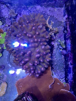 Meerwasser Koralle Stylophora XXL SPS