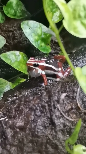 Epipedobates anthony NZ 25 zu verkaufen 