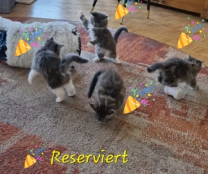 Maine Coon Kitten. Alle Süssen sind Reserviert! Dankeschön! 