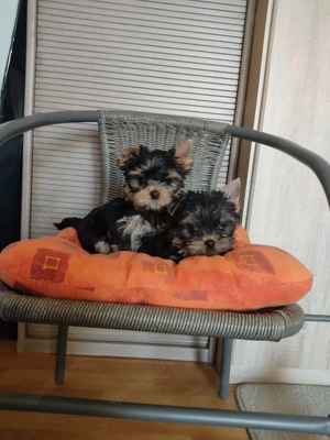 Yorkshire Terrier Welpen zu verkaufen.