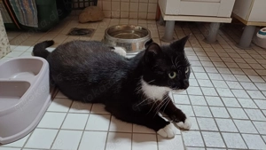 Noch ängstliche hübsche Katze Cleo zu vermitteln, kastriert, ca. 2 Jahre alt Bild 4