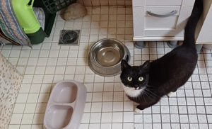 Noch recht scheue bildhübsche Katze Cleo zu vermitteln, ca. 2 Jahre alt