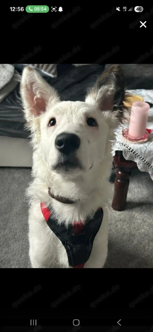 hund zu verkaufen ,dringend