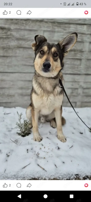 Junger Hund aus Polen.