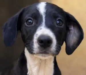 Santo - und sein Bruder Nuget wurden mit nur 5 Wochen in der Tötungsstation abgegeben.