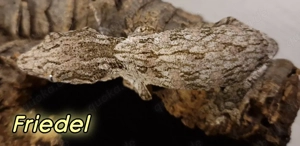 Rhacodactylus leachianus Riesengecko Leachi  