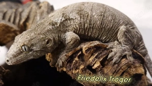 Rhacodactylus leachianus Riesengecko Leachi  