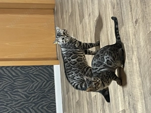 Schicker Bengal Kater