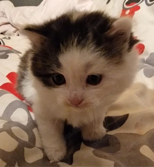 Zuckersüße Mix kätzchen 