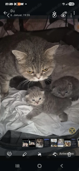 britisch kurzhaar bkh kitten 